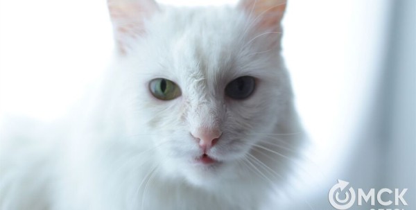 Привитые и социализированные, но никому не нужные. В Омском зоопарке "котострофа"