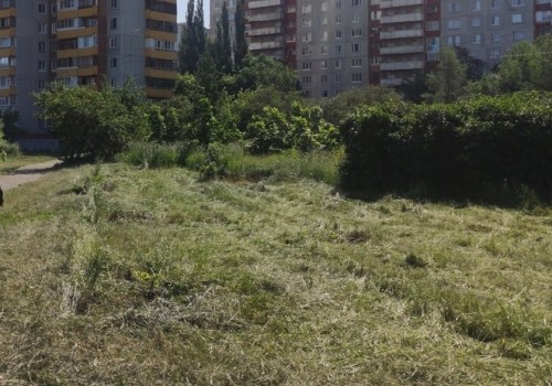 В Омске во время покоса травы погибли и молоденькие дубки