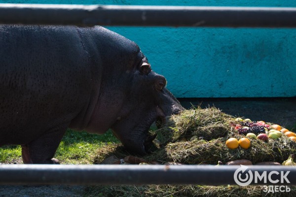 Омичей приглашают на день рождения трёхтонного гиппопотама