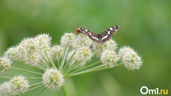 В Омск сегодня придёт жара до +32 градусов В Омск сегодня придёт жара до +32 градусов