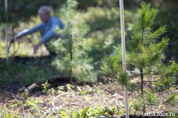 У омских семей могут появиться именные деревья на "Зелёном острове"