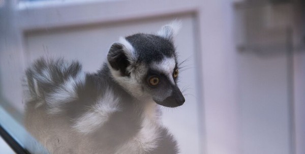 Омичи должны решить, каким из трёх имён назовут крошку лемура Омичи должны решить, каким из трёх имён назовут крошку лемура