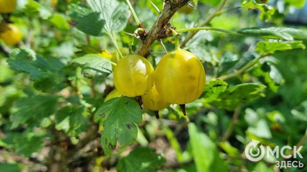 Удивительные грани крыжовника: от полезных свойств до неожиданных противопоказаний