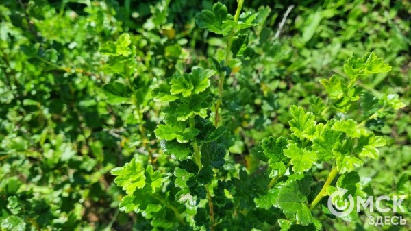 Удивительные грани крыжовника: от полезных свойств до неожиданных противопоказаний