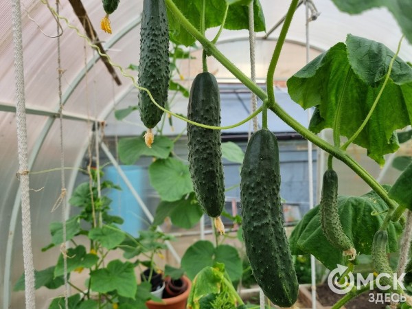 Огуречный бум: 4 простых рецепта малосольных огурцов