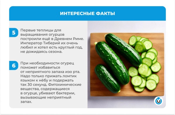 Огуречный бум: 4 простых рецепта малосольных огурцов