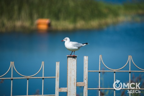 Приятная прохлада: где в Омске прогуляться у воды
