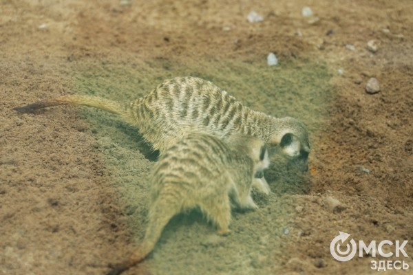 Сурикаты в квартире: мечта или кошмар