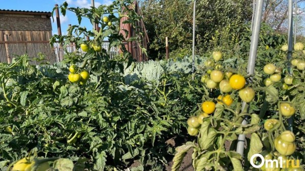 У омичей начнут изымать дачные участки за сорняки и хлам У омичей начнут изымать дачные участки за сорняки и хлам