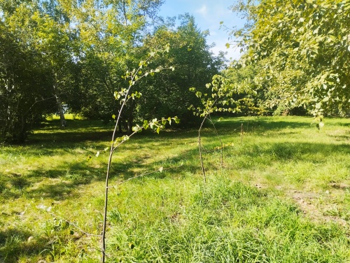 В Амурском поселке вместо снесенного кинотеатра «Сатурн» очередной забор? В Амурском поселке вместо снесенного кинотеатра «Сатурн» очередной забор?