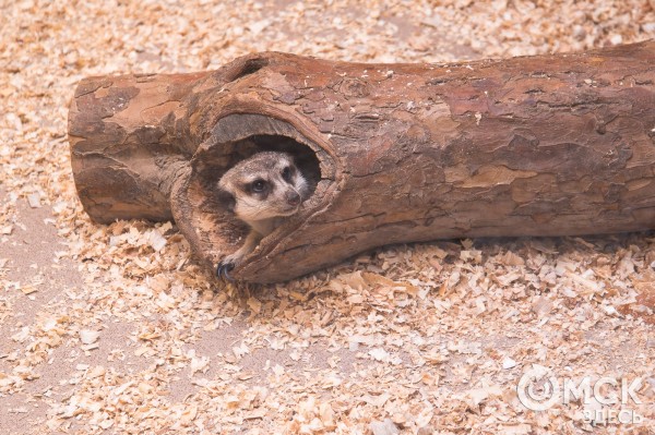 Сурикаты в квартире: мечта или кошмар