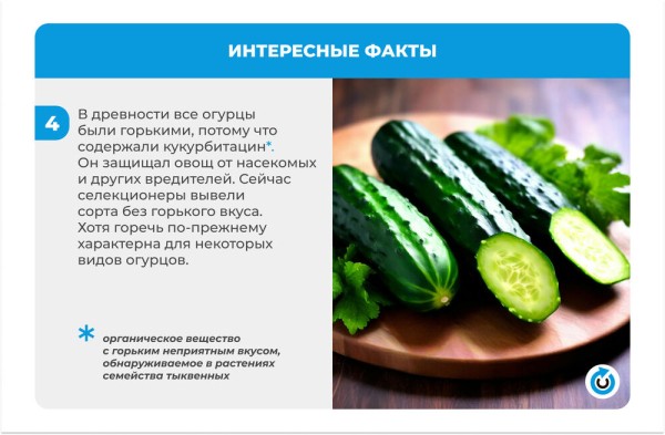 Огуречный бум: 4 простых рецепта малосольных огурцов