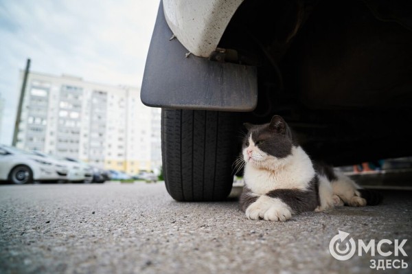 Рождение звезды и медведь внутри баллончика. Путешествуем по музею под открытым небом
