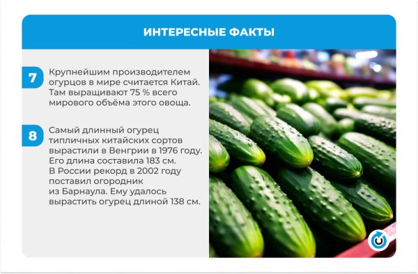 Огуречный бум: 4 простых рецепта малосольных огурцов
