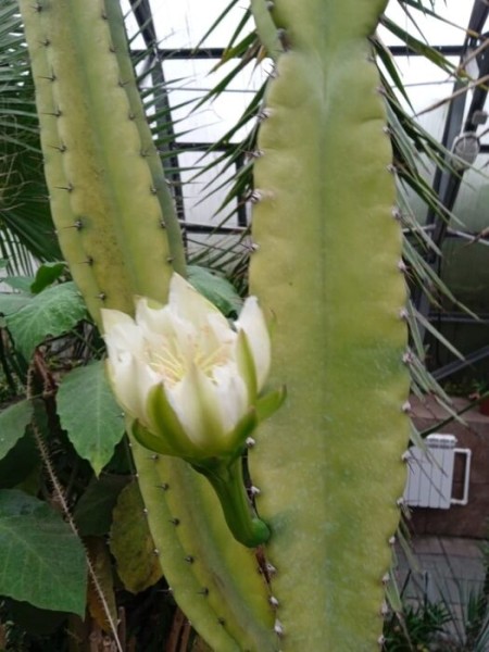 Колючая изящность. В Омском зоопарке поймали редкое цветение перуанского кактуса