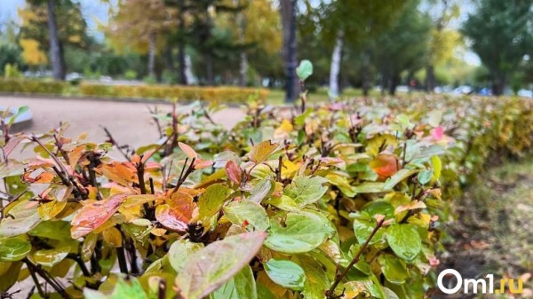 Дожди возвращаются: синоптики назвали дату окончания бабьего лета в Омске Дожди возвращаются: синоптики назвали дату окончания бабьего лета в Омске