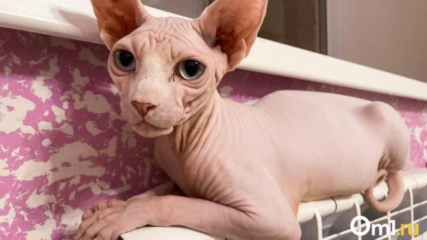 Тепло в дома омичей придёт после 23 сентября Тепло в дома омичей придёт после 23 сентября