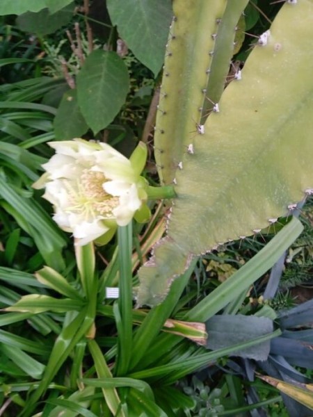 Колючая изящность. В Омском зоопарке поймали редкое цветение перуанского кактуса