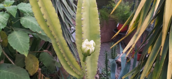 Колючая изящность. В Омском зоопарке поймали редкое цветение перуанского кактуса