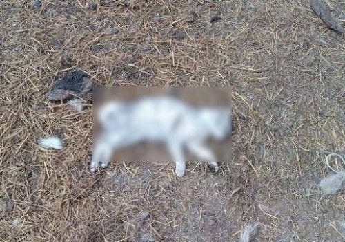 В Омской области убийцу домашней кошки могут посадить на 5 лет