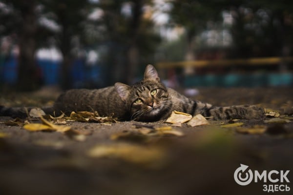 Уловить вдохновение в едва слышимых звуках: путь к гармонии с собой