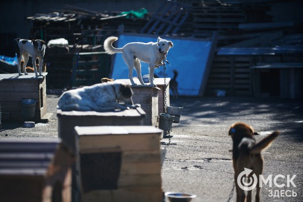 Выиграть время, чтобы вновь не оказаться на улице. Омский приют ищет опекунов для собак