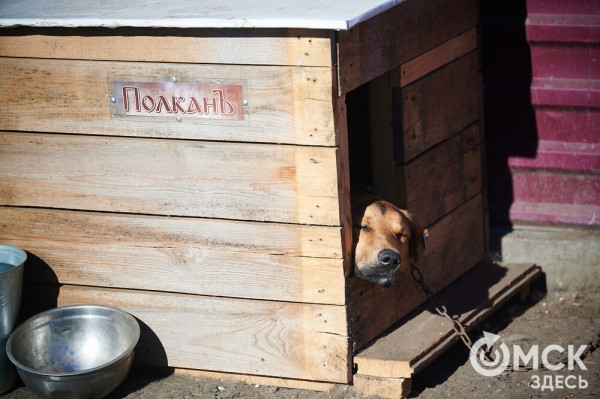 Выиграть время, чтобы вновь не оказаться на улице. Омский приют ищет опекунов для собак