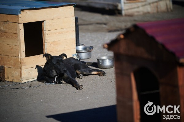 Выиграть время, чтобы вновь не оказаться на улице. Омский приют ищет опекунов для собак