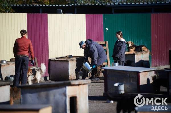 Выиграть время, чтобы вновь не оказаться на улице. Омский приют ищет опекунов для собак