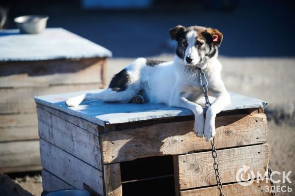Выиграть время, чтобы вновь не оказаться на улице. Омский приют ищет опекунов для собак