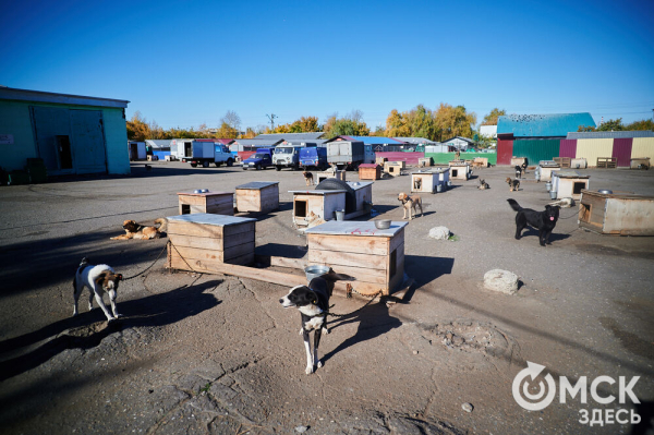 Выиграть время, чтобы вновь не оказаться на улице. Омский приют ищет опекунов для собак