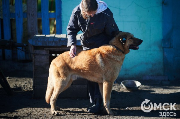 Выиграть время, чтобы вновь не оказаться на улице. Омский приют ищет опекунов для собак