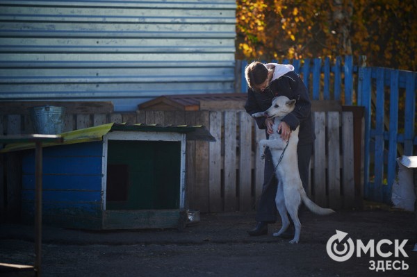 Выиграть время, чтобы вновь не оказаться на улице. Омский приют ищет опекунов для собак