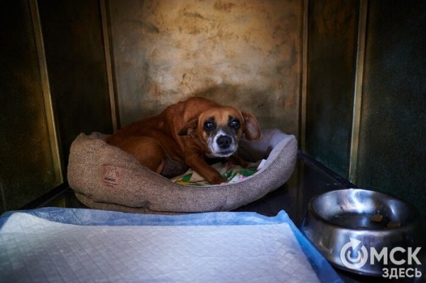 Выиграть время, чтобы вновь не оказаться на улице. Омский приют ищет опекунов для собак