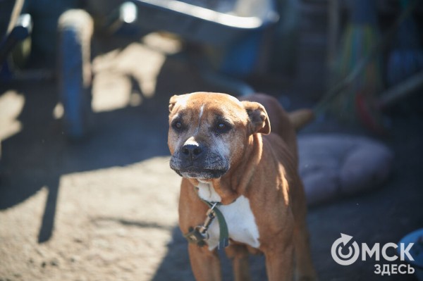 Выиграть время, чтобы вновь не оказаться на улице. Омский приют ищет опекунов для собак