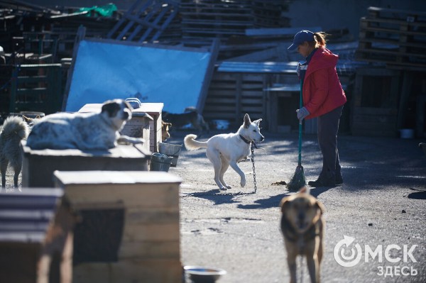 Выиграть время, чтобы вновь не оказаться на улице. Омский приют ищет опекунов для собак