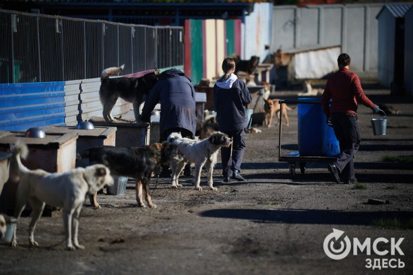 Выиграть время, чтобы вновь не оказаться на улице. Омский приют ищет опекунов для собак