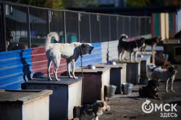 Выиграть время, чтобы вновь не оказаться на улице. Омский приют ищет опекунов для собак