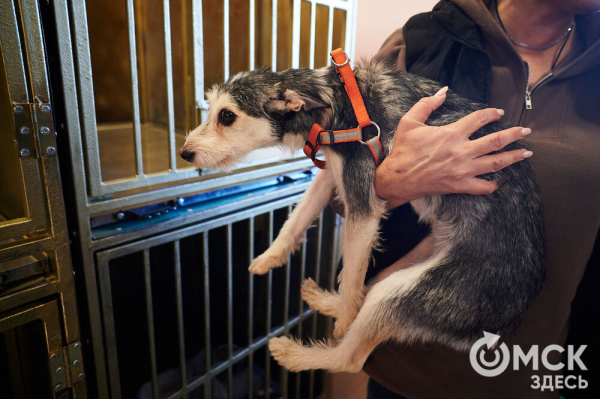 Выиграть время, чтобы вновь не оказаться на улице. Омский приют ищет опекунов для собак