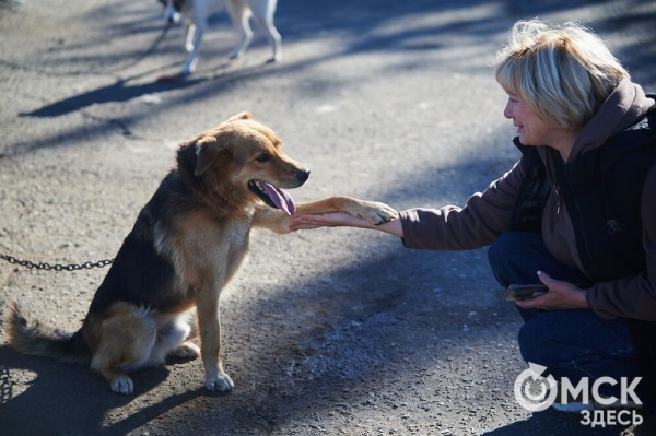 Выиграть время, чтобы вновь не оказаться на улице. Омский приют ищет опекунов для собак