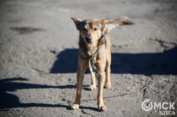 Выиграть время, чтобы вновь не оказаться на улице. Омский приют ищет опекунов для собак