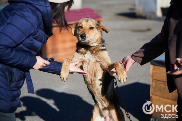 Выиграть время, чтобы вновь не оказаться на улице. Омский приют ищет опекунов для собак