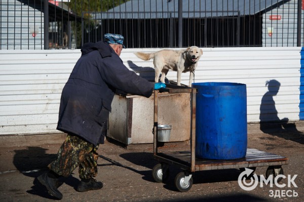 Выиграть время, чтобы вновь не оказаться на улице. Омский приют ищет опекунов для собак