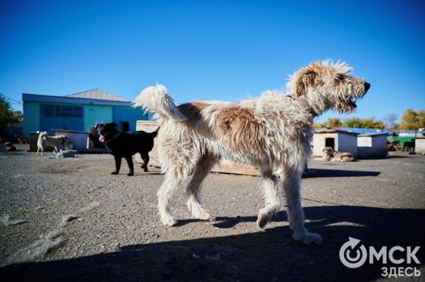 Выиграть время, чтобы вновь не оказаться на улице. Омский приют ищет опекунов для собак