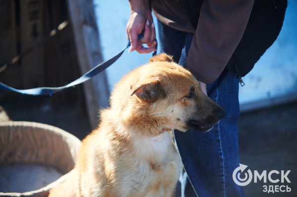 Выиграть время, чтобы вновь не оказаться на улице. Омский приют ищет опекунов для собак