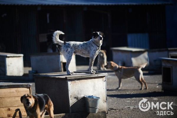 Выиграть время, чтобы вновь не оказаться на улице. Омский приют ищет опекунов для собак