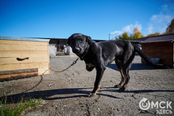 Выиграть время, чтобы вновь не оказаться на улице. Омский приют ищет опекунов для собак