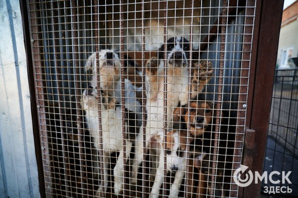Выиграть время, чтобы вновь не оказаться на улице. Омский приют ищет опекунов для собак