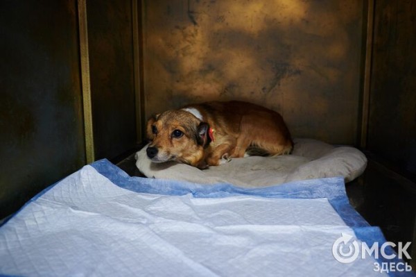 Выиграть время, чтобы вновь не оказаться на улице. Омский приют ищет опекунов для собак