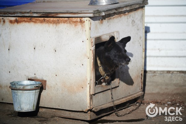 Выиграть время, чтобы вновь не оказаться на улице. Омский приют ищет опекунов для собак